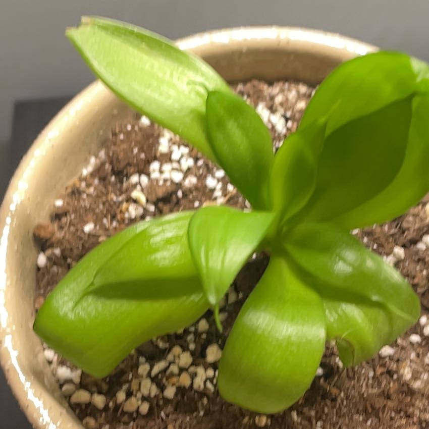 Photo of the plant species dwarf snake plant ocean star by @VocalRustyfig named Osmo on Greg, the plant care app