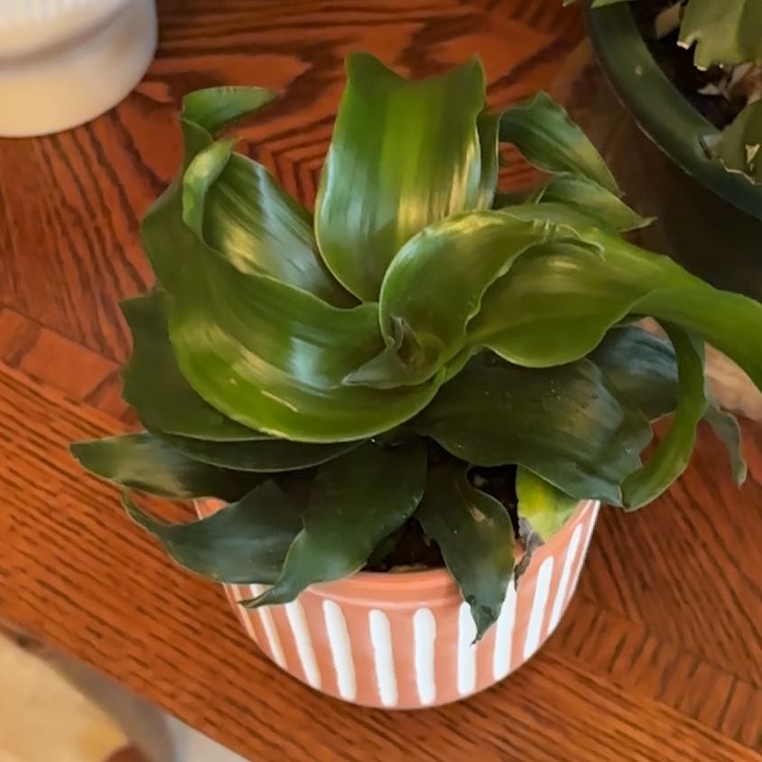 Photo of the plant species Hurricane Fern by @alanasoasis named Kesha on Greg, the plant care app