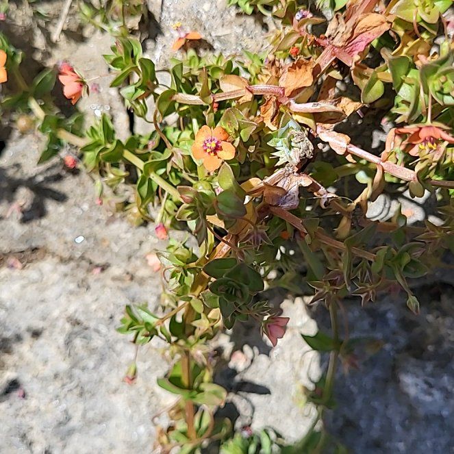 Photo of the plant species Red Chickweed by @RobustChervil17 named Captain Plant-it on Greg, the plant care app