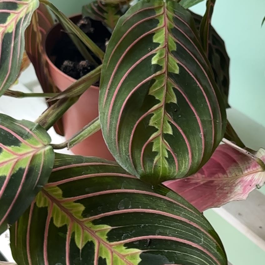Photo of the plant species Black Prayer Plant by @NovelLithops named Sahara on Greg, the plant care app