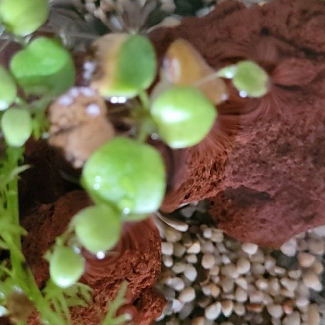Plant care for Hydrocharis spongia on Greg, the plant care app