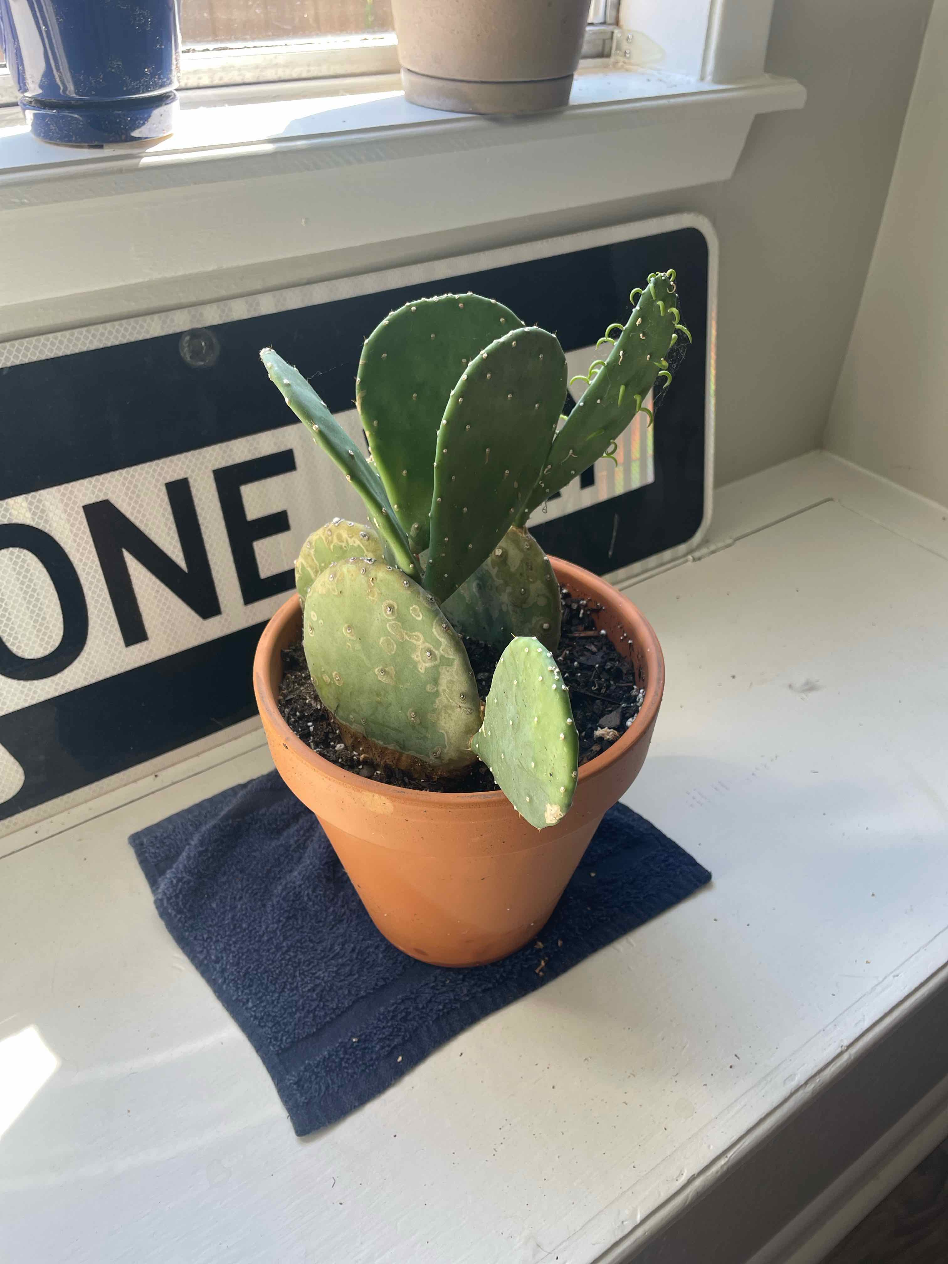 Photo of the plant species Opuntia 'Lime Green Dome' by @hrapp7 named Thunder Dome on Greg, the plant care app