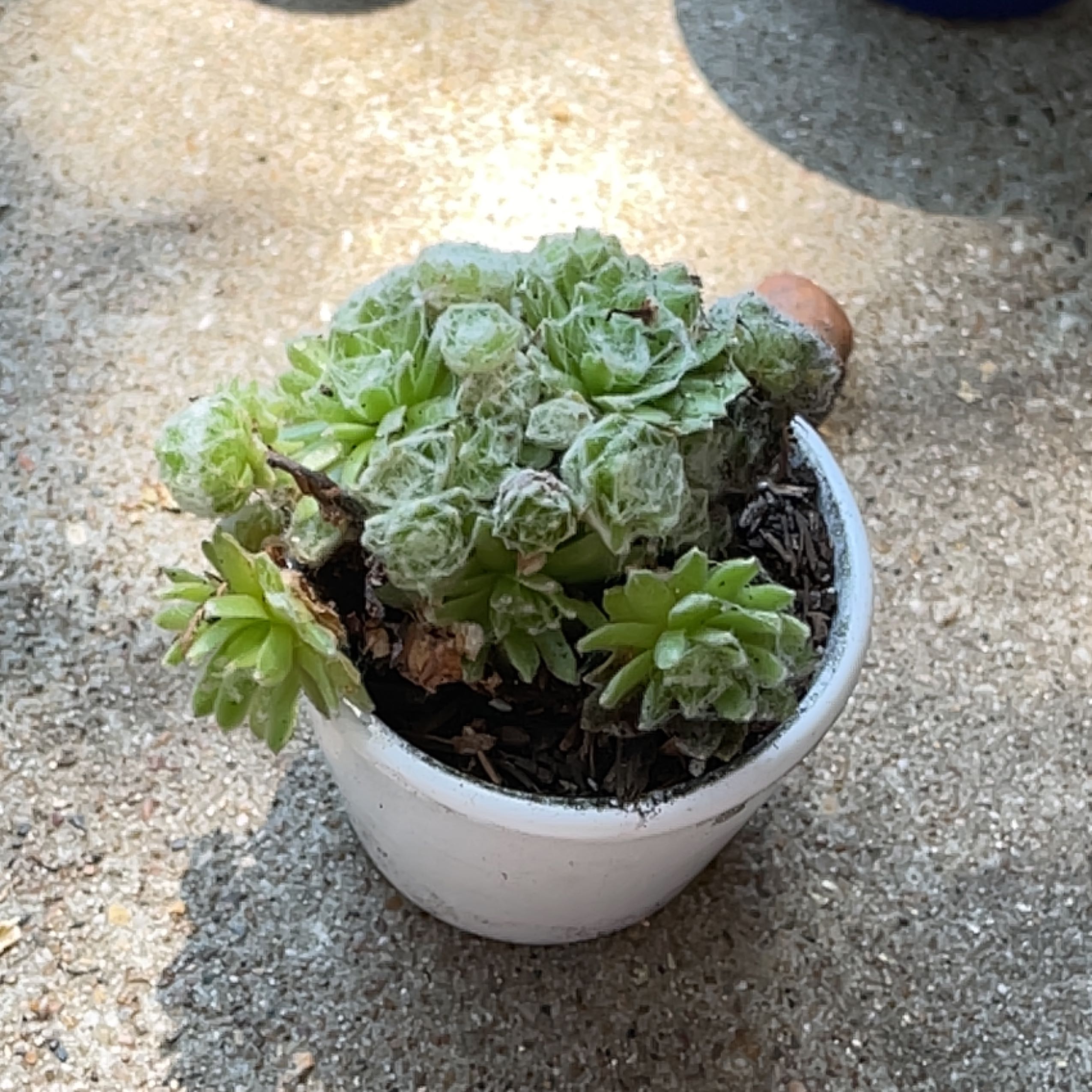 Photo of the plant species Sempervivum arachnoideum 'Cebenese' by @hrapp7 named Madam Web on Greg, the plant care app