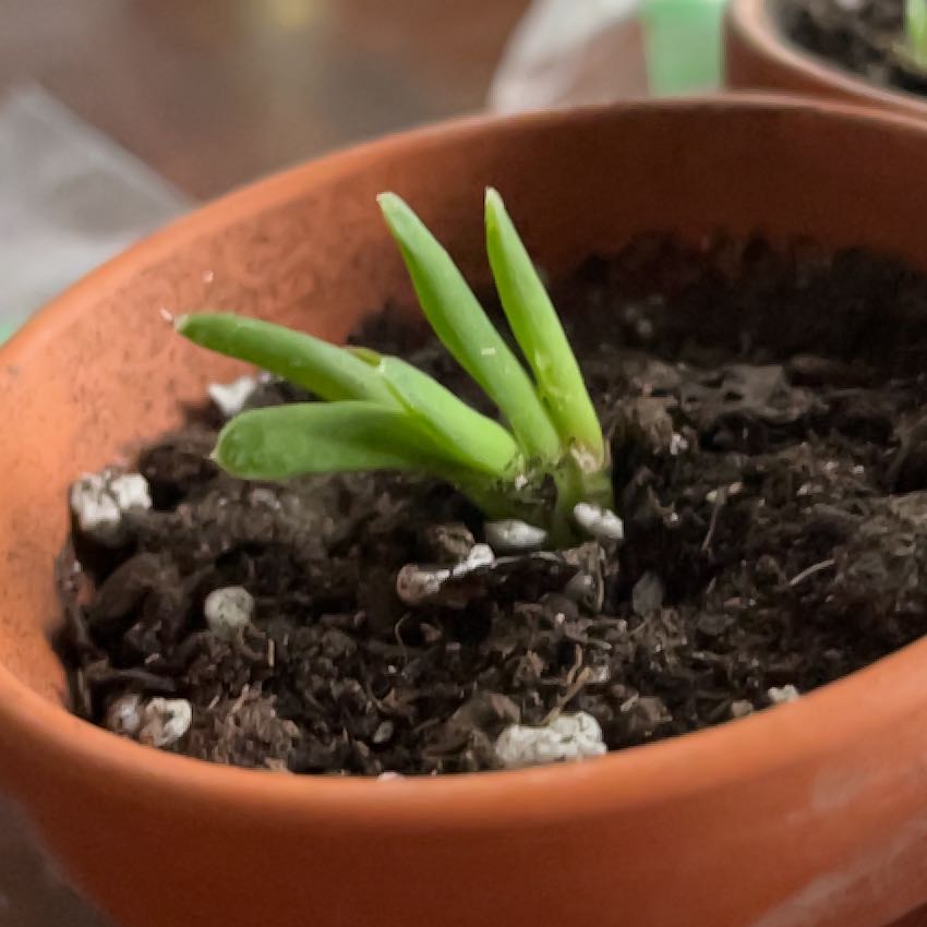 Photo of the plant species Donkey Fig by @Kythros named Unnamed donkey fig on Greg, the plant care app