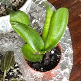Photo of the plant species Silver Snake Plant by @Kythros named Snaky IV on Greg, the plant care app