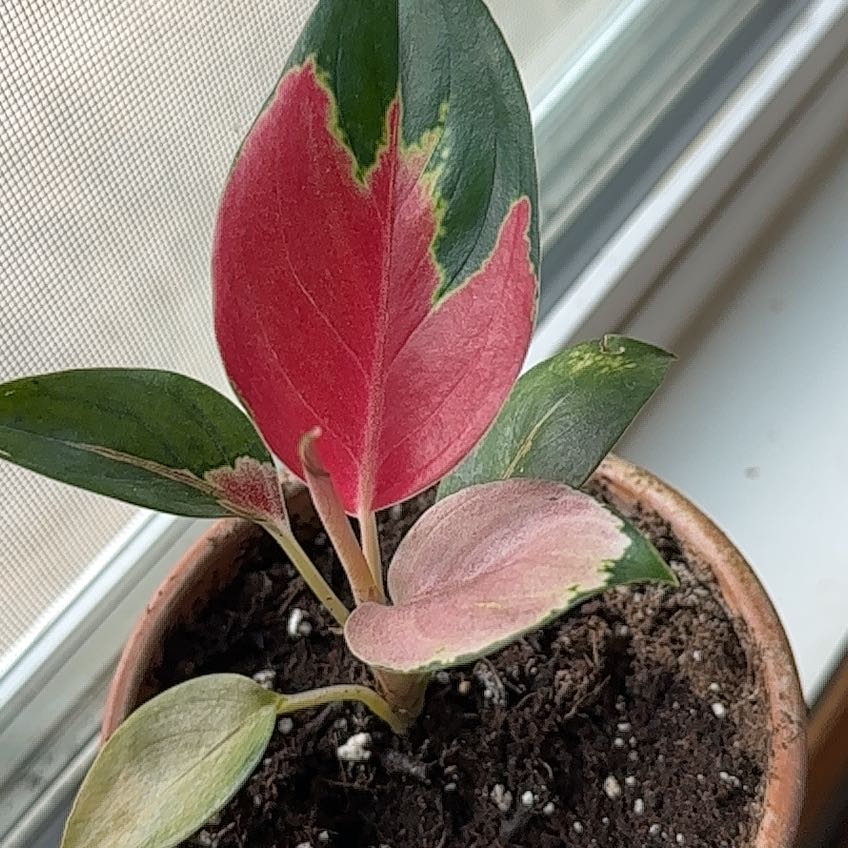 Photo of the plant species Chinese Evergreen 'Pink' by @RadXyanoxantha named Peter Parker on Greg, the plant care app