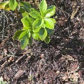 Photo of the plant species Japanese Spurge by @ProudBloodleaf named Doobie Brothers on Greg, the plant care app