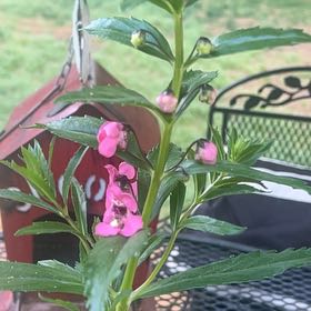 Photo of the plant species Balsam by @ProudBloodleaf named Einstein on Greg, the plant care app