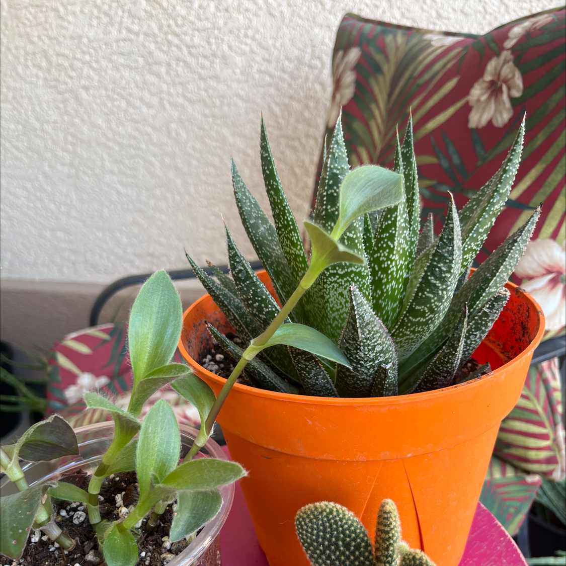Photo of the plant species Gasteraloe 'Apollo' by @Toxicdisco named Sonora on Greg, the plant care app
