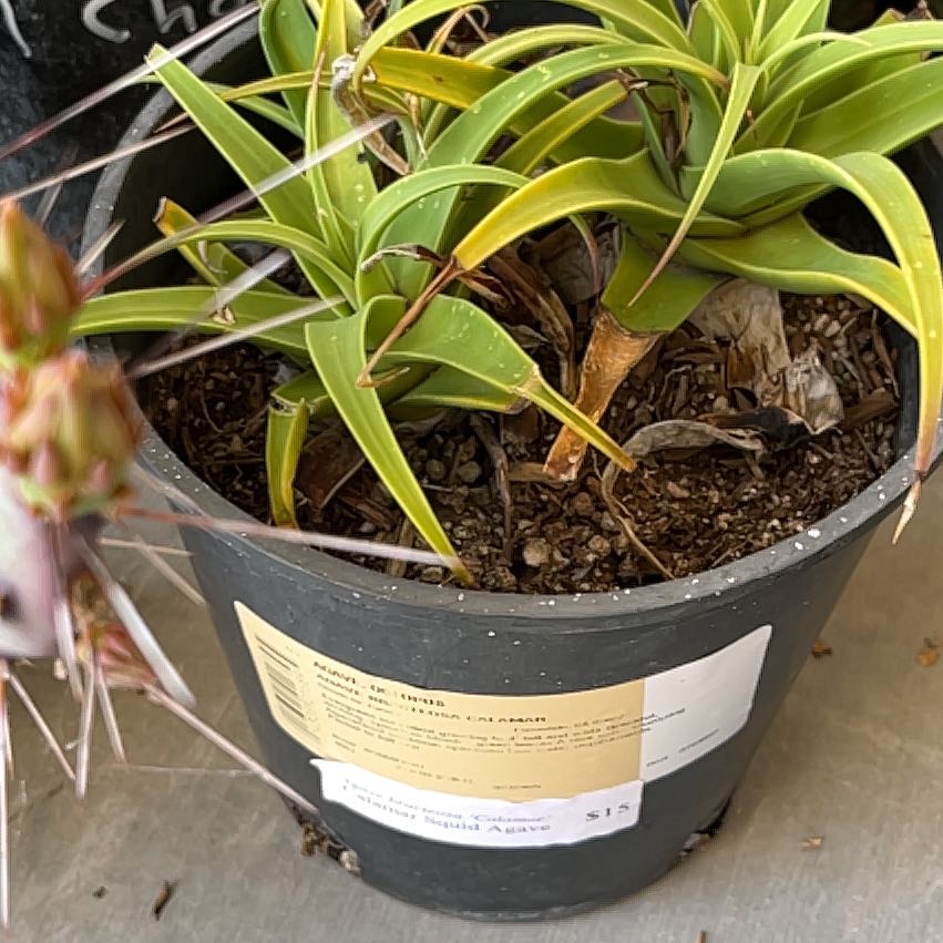 Photo of the plant species Spider Agave by @Toxicdisco named Navajo on Greg, the plant care app
