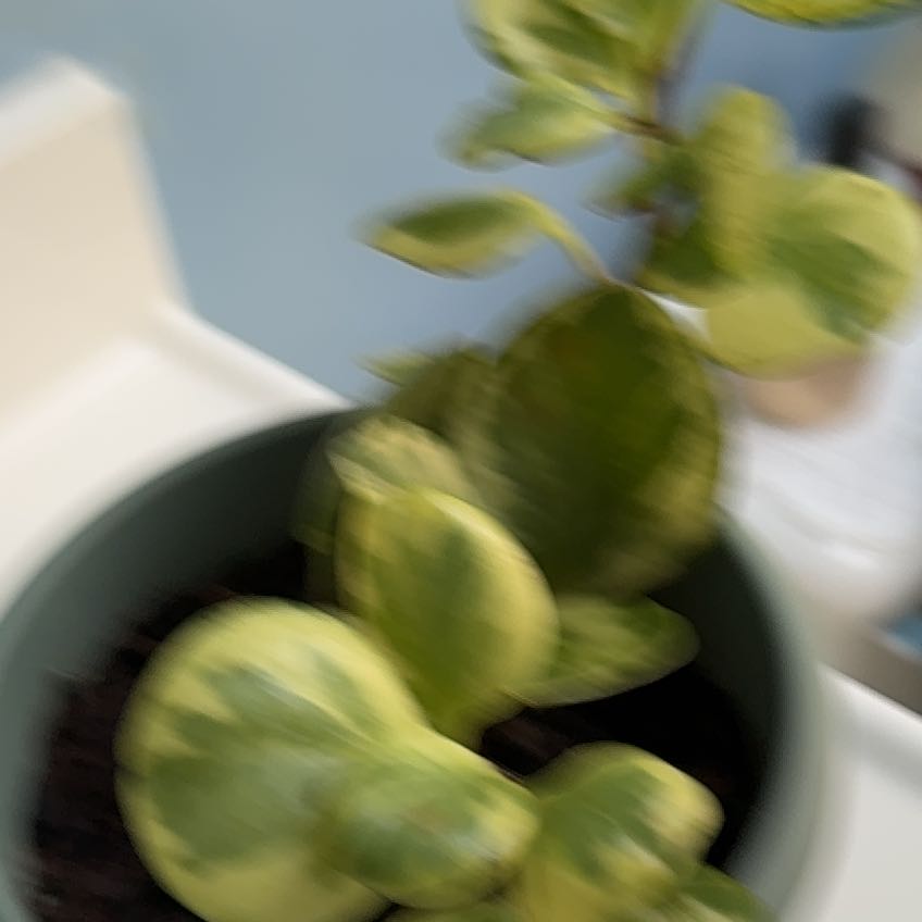 ChloroPhil