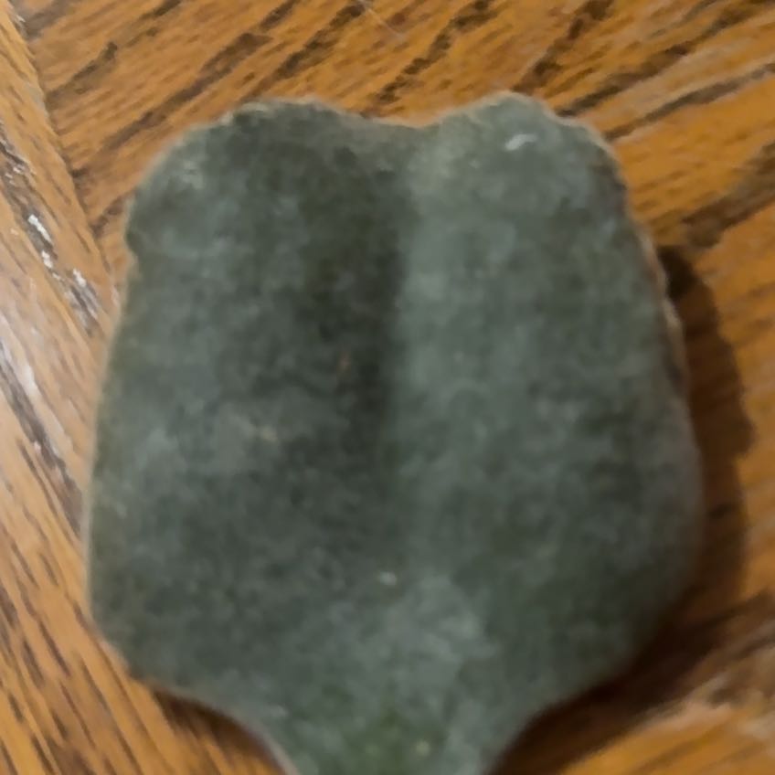 Photo of the plant species Kentucky Coffee Tree by @SoulfulBookaloe named Taylor Swift on Greg, the plant care app