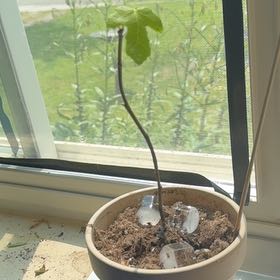 Plant care for Kohlrabi on Greg, the plant care app