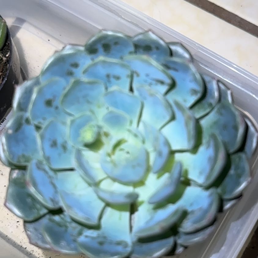 Photo of the plant species Echeveria 'Happy™' by @NovelMistletoes named Leaf Erickson on Greg, the plant care app