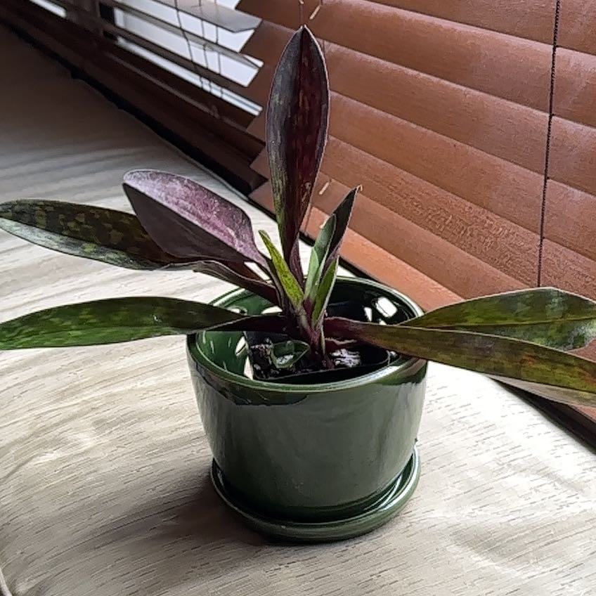 Photo of the plant species Slipper Orchid by @BreezySourwood named Slipper on Greg, the plant care app