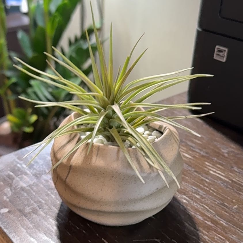 Photo of the plant species Aeranthos Air Plant by @BreezySourwood named BR Air on Greg, the plant care app