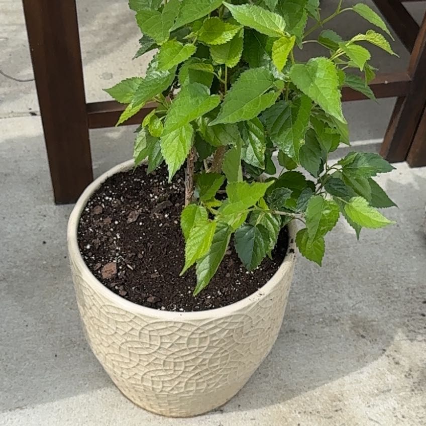 Photo of the plant species Red Mulberry by @HardyJewelplant named Emerson on Greg, the plant care app