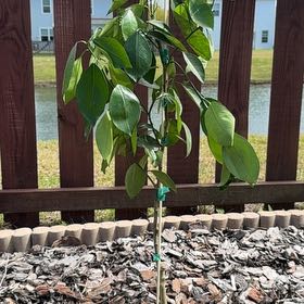 Photo of the plant species Cara Cara Orange Tree by @HardyJewelplant named Zion on Greg, the plant care app