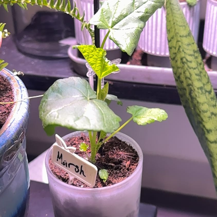 Photo of the plant species White Marshmallow by @StoutGalingale named Ulysses S Plant on Greg, the plant care app