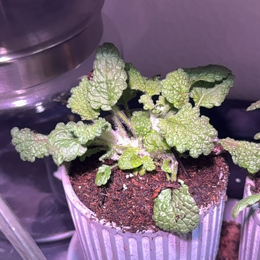 Photo of the plant species White Horehound by @StoutGalingale named Oscar on Greg, the plant care app