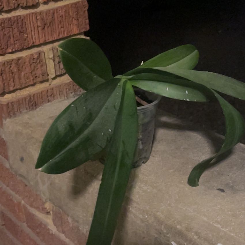 Photo of the plant species Showy Orchid by @RootedMira named Zion on Greg, the plant care app