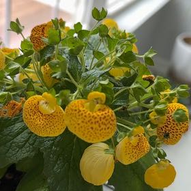 Photo of the plant species Orange Balsam by @ProWatertupelo named Ronaldo on Greg, the plant care app