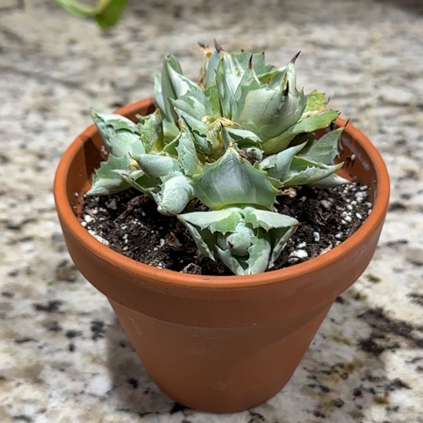 Photo of the plant species Dwarf Butterfly Agave by @Karri named Rose on Greg, the plant care app