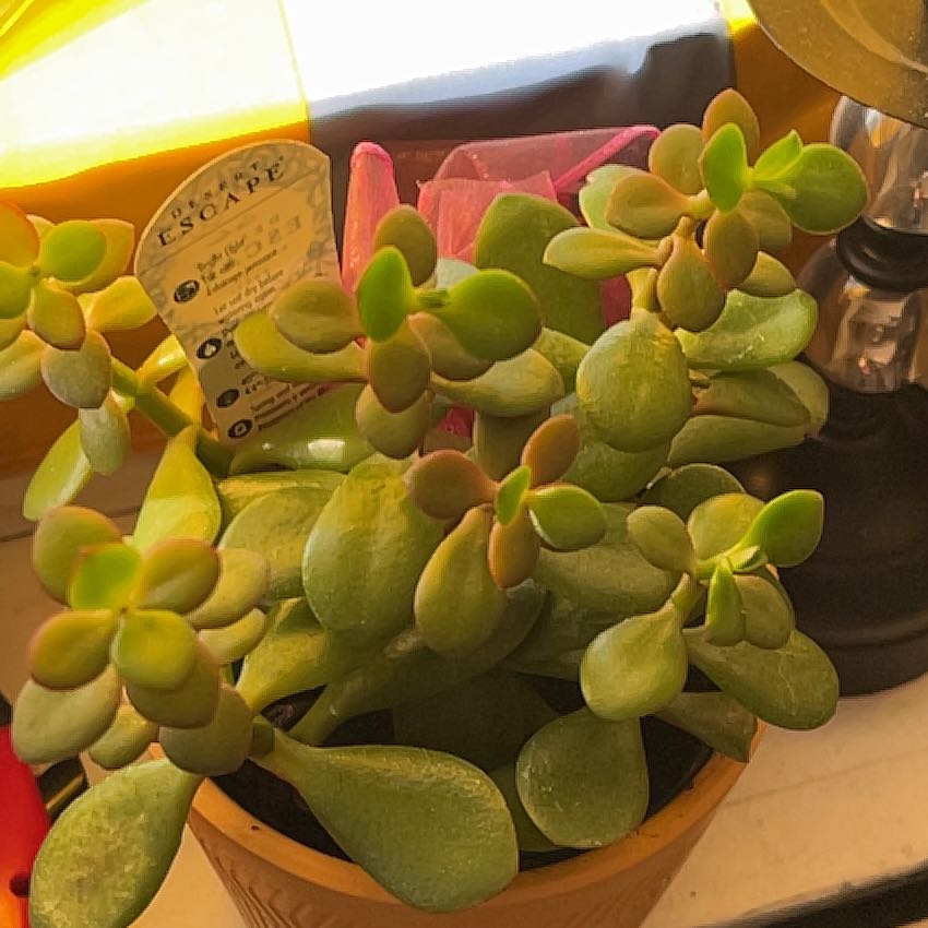 Photo of the plant species creme & green mini jade plant by @FocusedShamrock named Osmo on Greg, the plant care app
