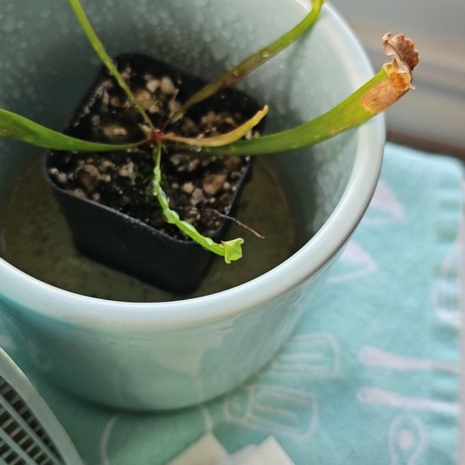 Photo of the plant species Trumpet pitchers by @ghostis named Engine Failure on Greg, the plant care app