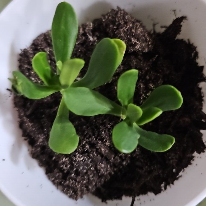 Photo of the plant species Sedum praealtum by @ghostis named Gred & Feorge on Greg, the plant care app