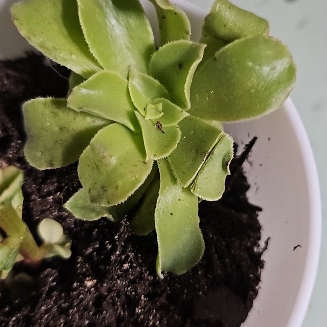 Photo of the plant species Flat-Topped Aeonium by @ghostis named Two Car Collision on Greg, the plant care app