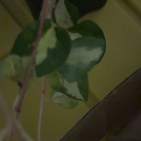 Photo of the plant species Wojo's Jem by @AwakeLiquorice named Xena on Greg, the plant care app
