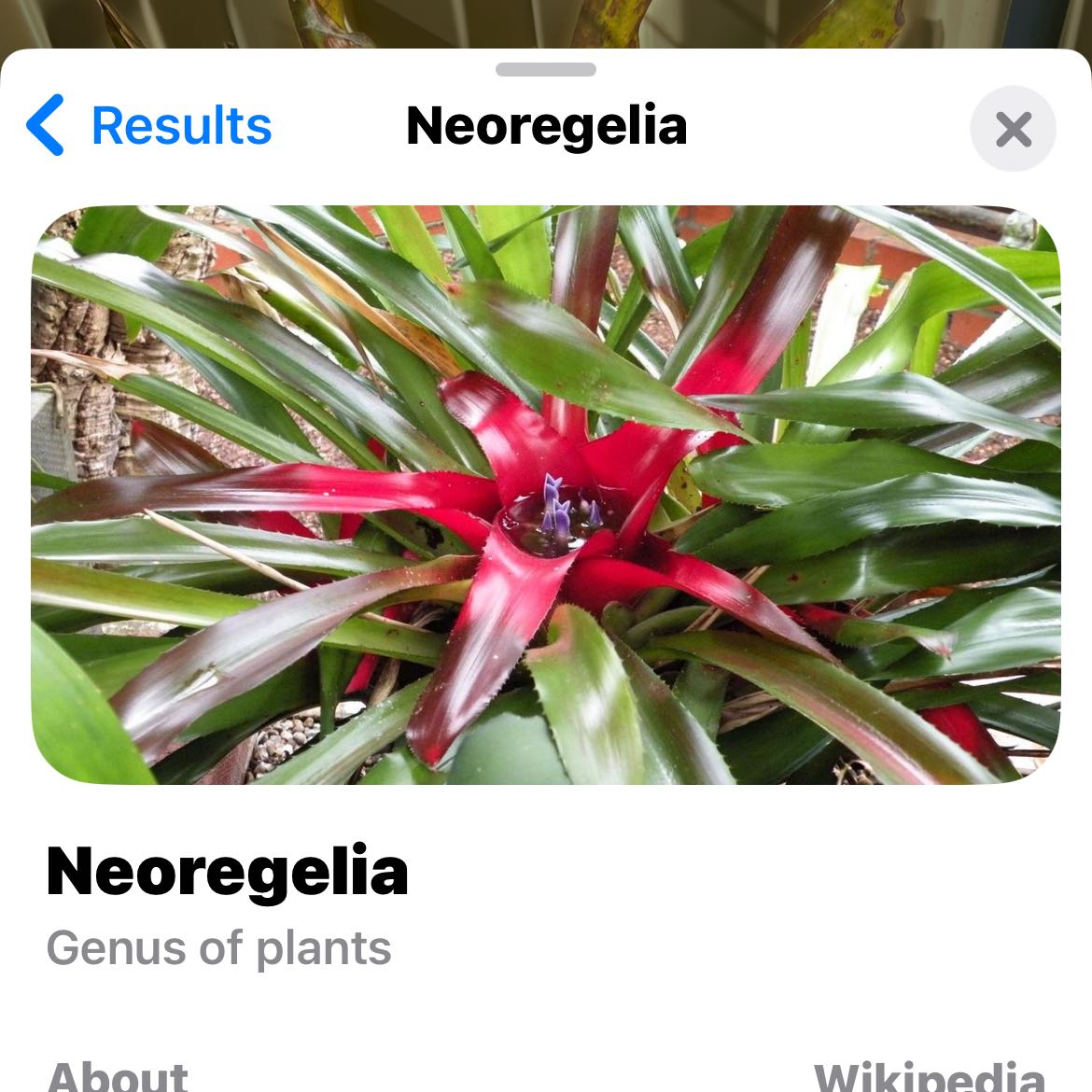 Photo of the plant species Neoregelia 'Fireball' by @WillMooncactus named Maya on Greg, the plant care app