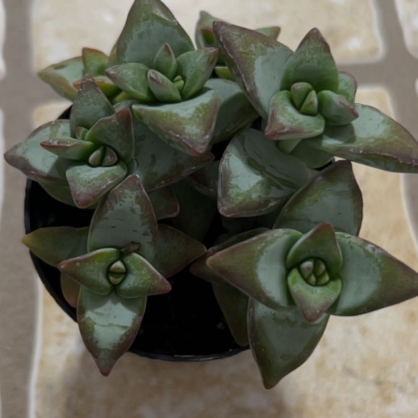 Photo of the plant species jade by @TopdogTutsan named Foxxy on Greg, the plant care app