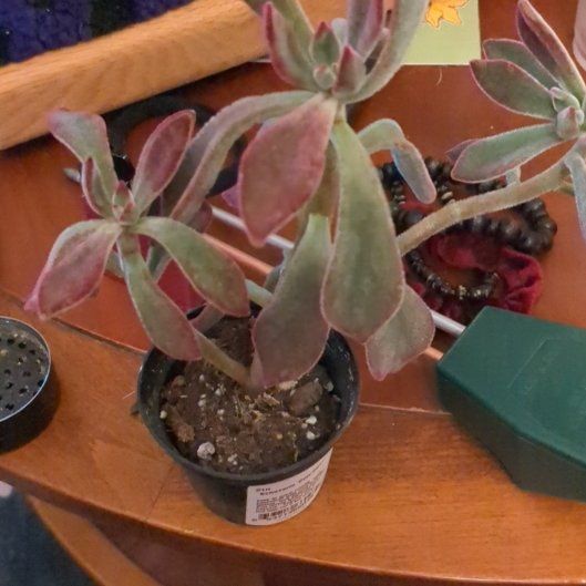 Photo of the plant species Red Echeveria by @PoetHairycowpea named Ollie on Greg, the plant care app