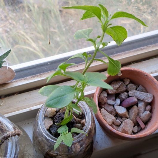 Photo of the plant species Cardinal Basil by @PoetHairycowpea named Nithin on Greg, the plant care app
