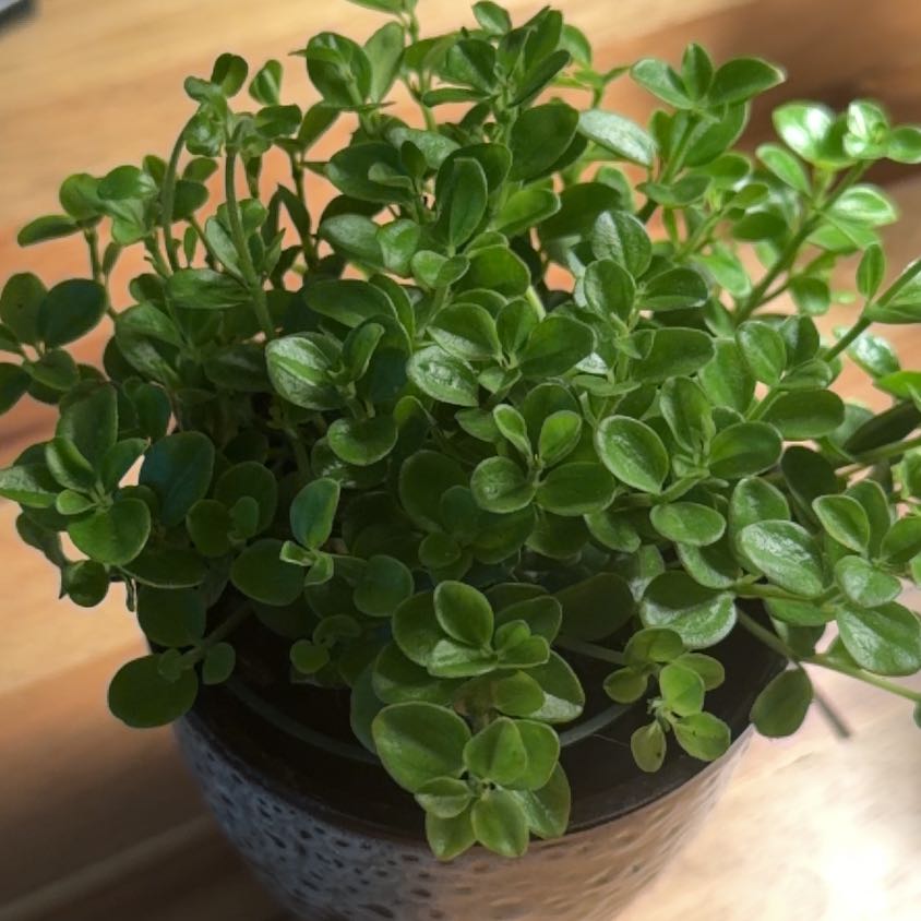 Photo of the plant species Peperomia rotundilimba by @FullKangaroopaw named Sproutacus on Greg, the plant care app