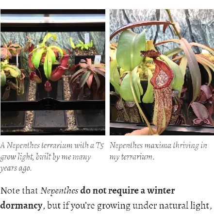 Photo of the plant species Nepenthes maxima by @CasualAngelrope named Victreebell on Greg, the plant care app