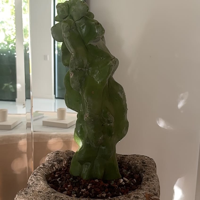 Photo of the plant species Tote Pole Cactus by @RadPassionfruit named Plato on Greg, the plant care app