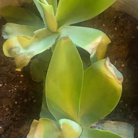 Photo of the plant species Agave blue flame by @YernCandykisses named Planty on Greg, the plant care app