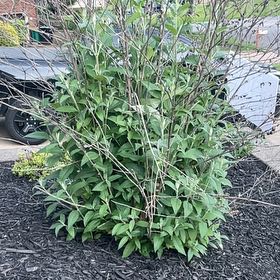 Photo of the plant species Orange Eye Butterflybush by @TopdrawerChia named Ronaldo on Greg, the plant care app