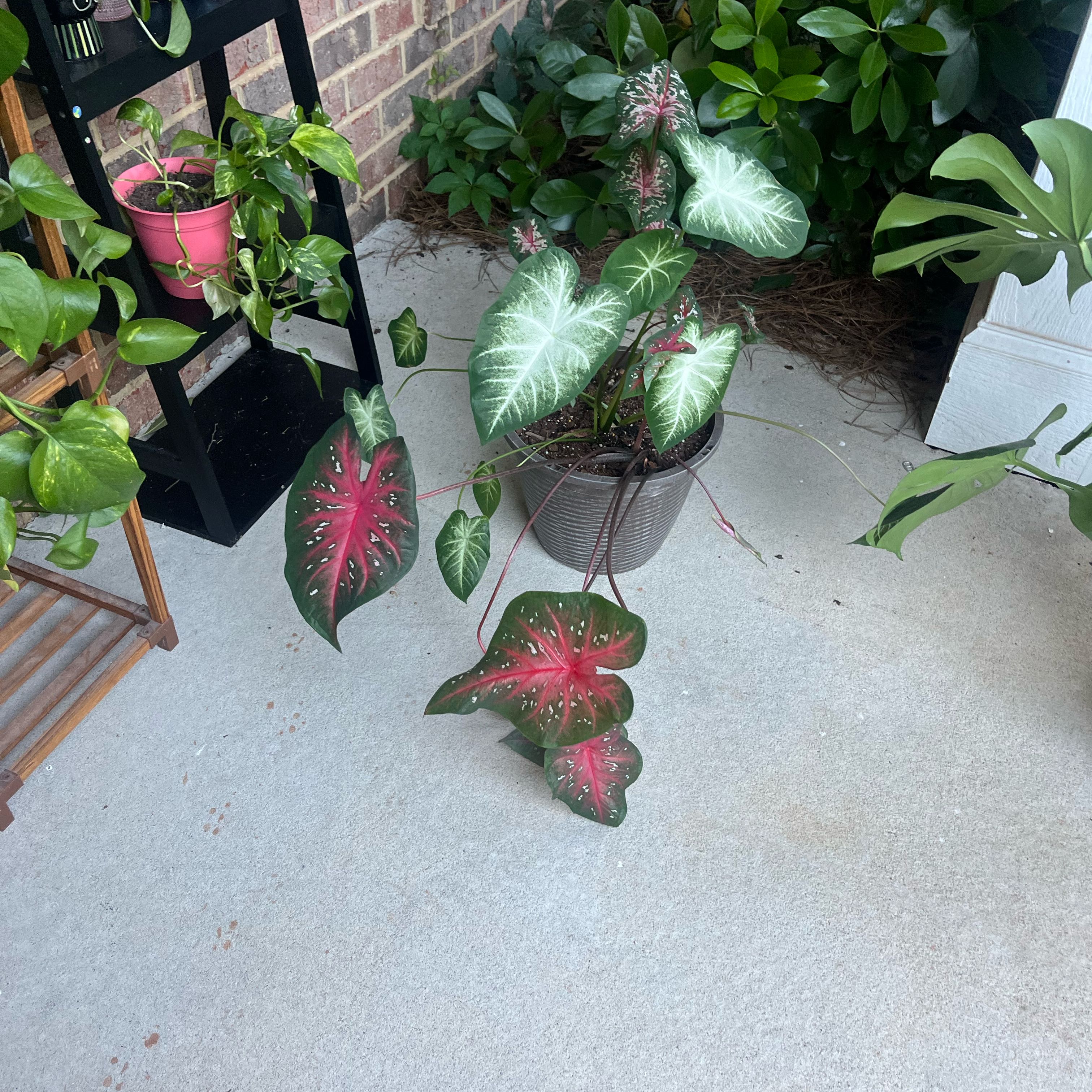 Photo of the plant species caladium aaron by @CasualLionsmane named Aaron on Greg, the plant care app