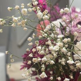 Photo of the plant species Baby's Breath by @FairPondapple named Winston on Greg, the plant care app
