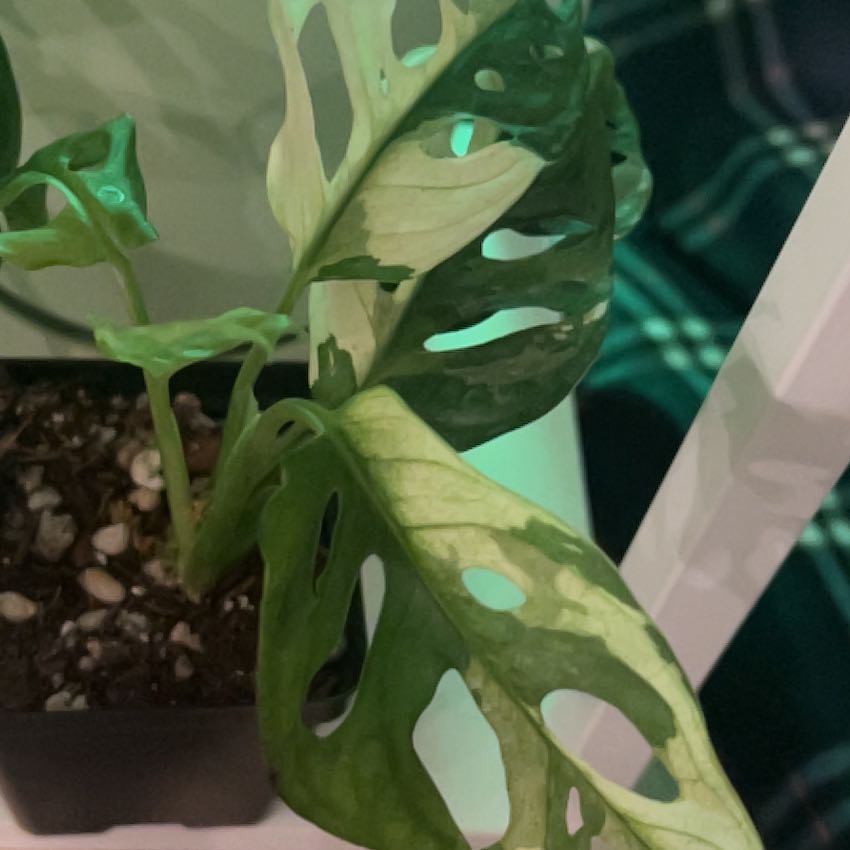Photo of the plant species Monstera by @Leeezy named Kesha on Greg, the plant care app