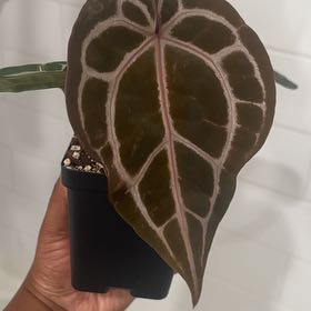 Photo of the plant species DocBlock Michelle by @Leeezy named Terra on Greg, the plant care app