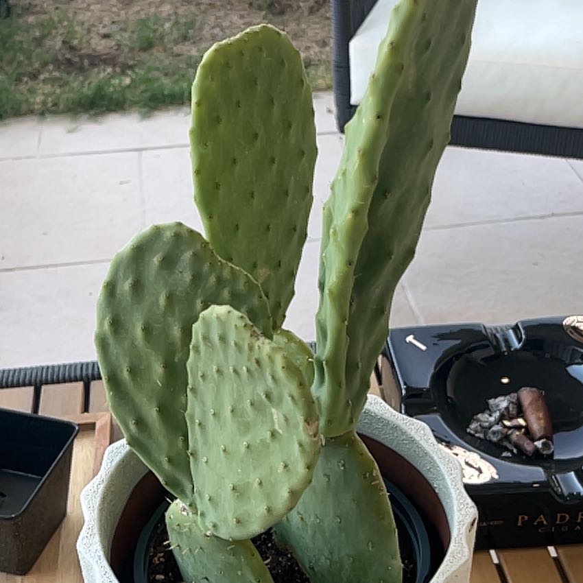 Photo of the plant species Burbank Spineless Cactus by @RulerSpiderman named Bernie on Greg, the plant care app