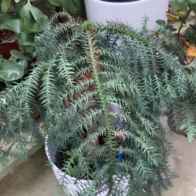 Photo of the plant species Licorice Fern by @HardyBlackpine named Leonardo on Greg, the plant care app