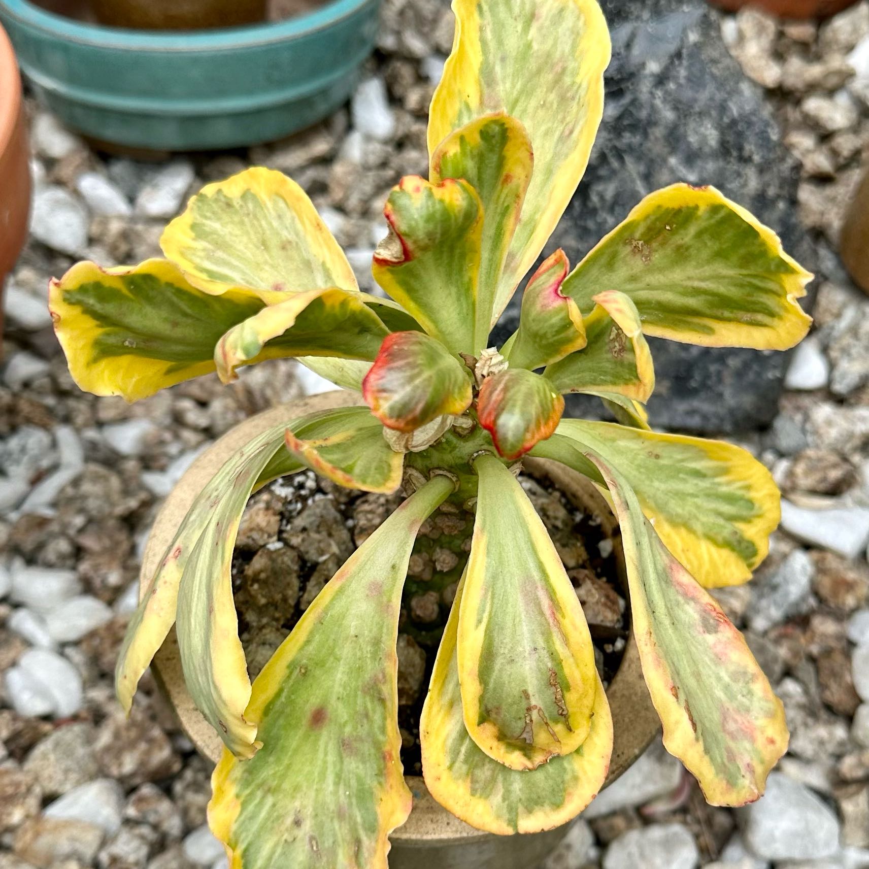 Photo of the plant species Euphorbia poissonii by @FairCoffeebush named Denali on Greg, the plant care app