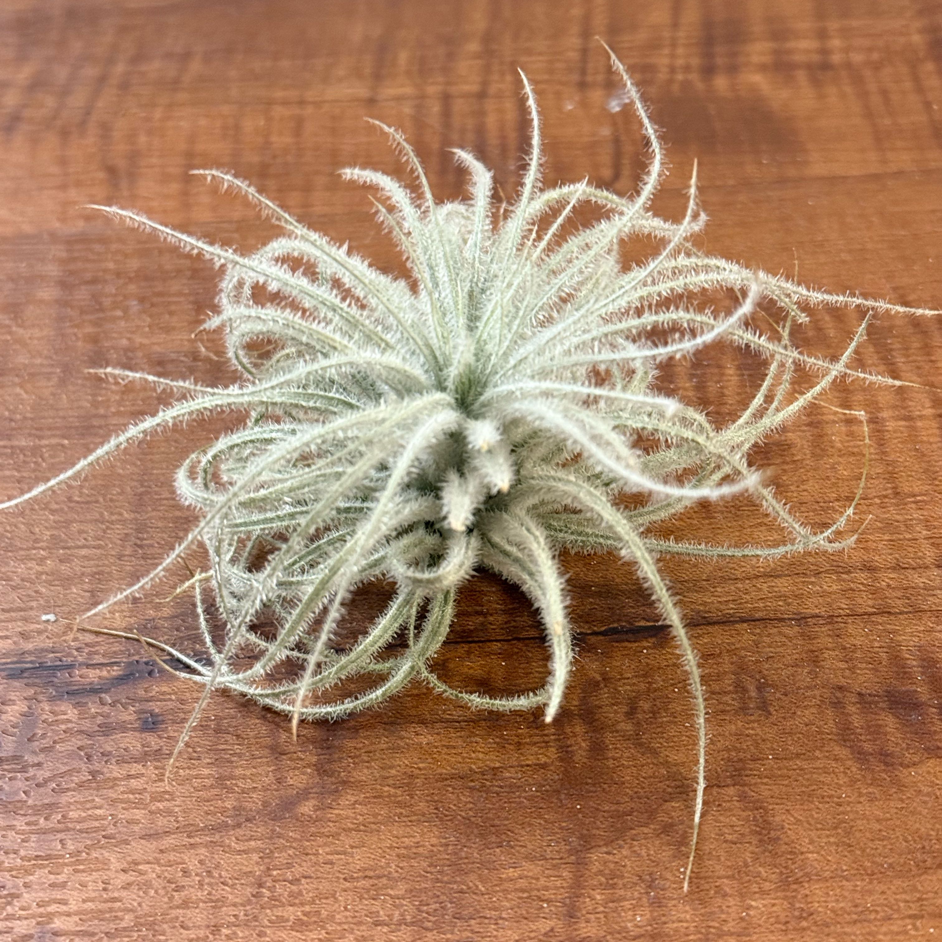 Photo of the plant species Fuzzy Snowball by @HypnoticChives named Yeti on Greg, the plant care app