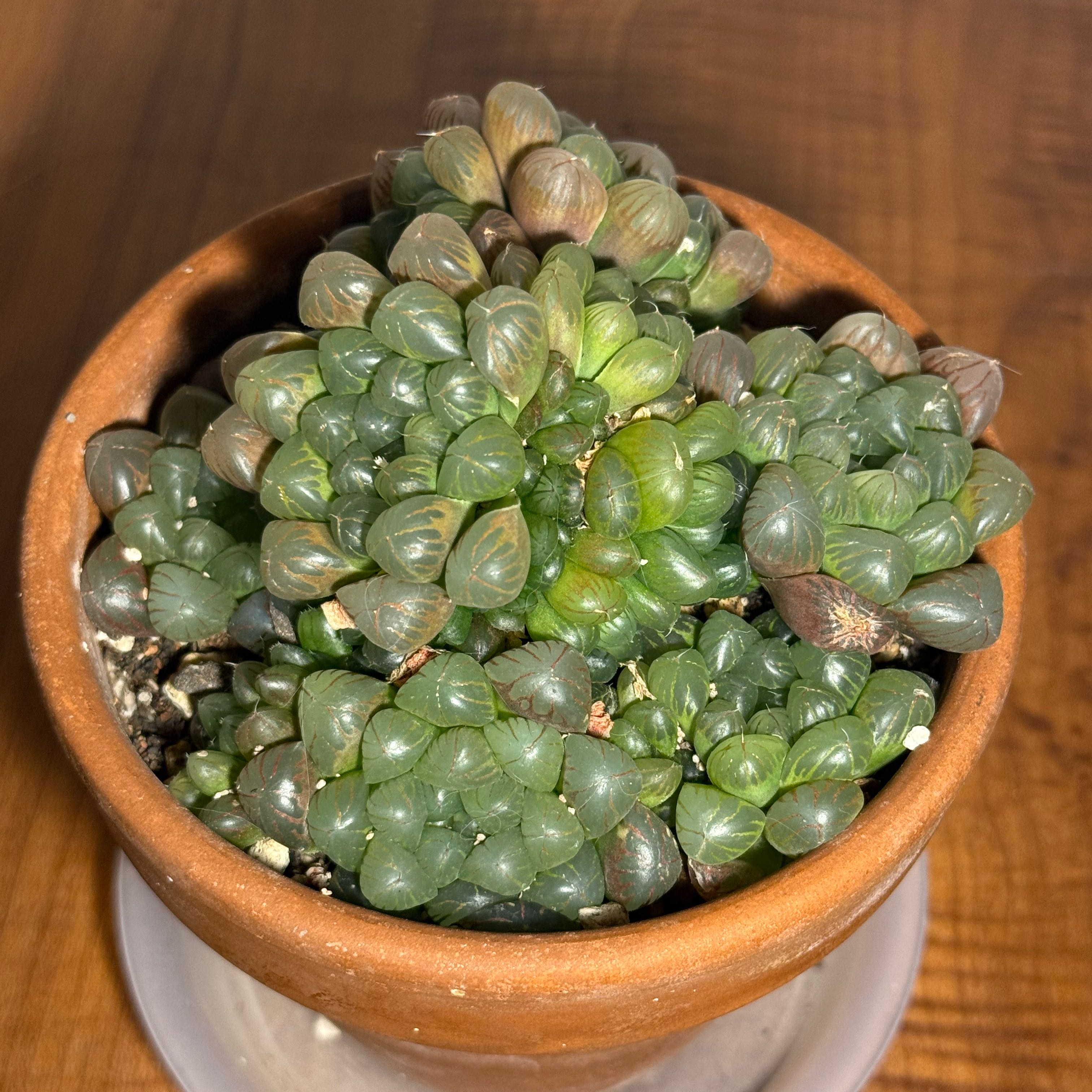 Photo of the plant species Haworthia cooperi var. obtusa by @HypnoticChives named Gusher on Greg, the plant care app